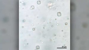 Salzkristalle aus Zentralaustralien enthalten uralte Mikroorganismen, die 830 Millionen Jahre alt sind