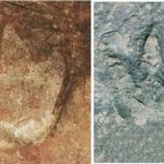 Des traces de dinosaures correspondantes ont été trouvées en Afrique et en Amérique du Sud