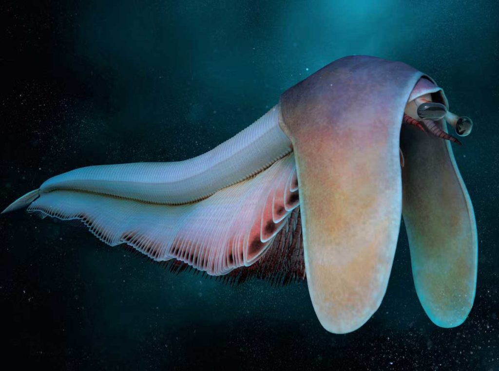 Les animaux de l&rsquo;Édiacarien sont toujours considérés comme les premiers animaux multicellulaires de la Terre