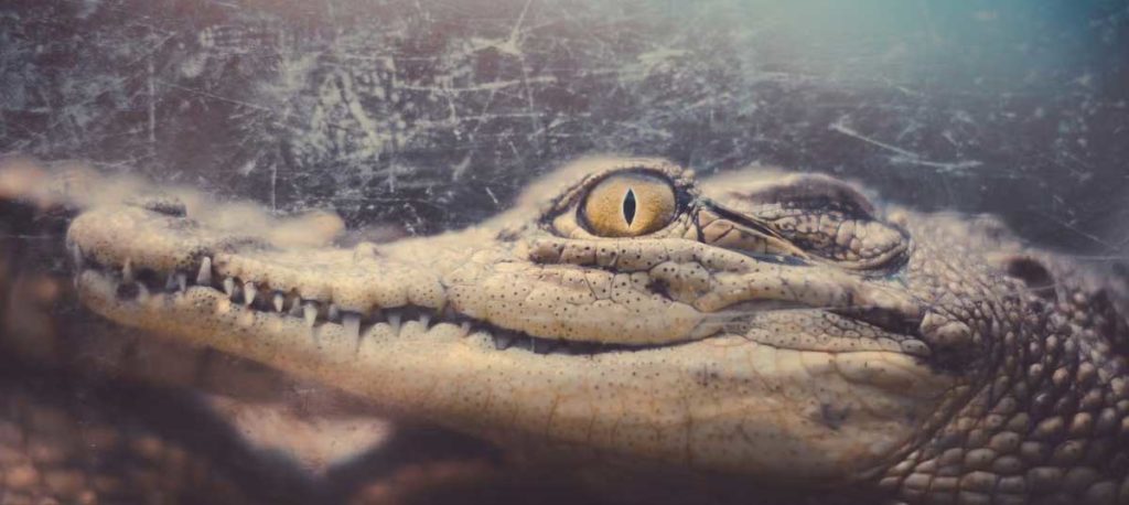 Nouveaux faits et découvertes archéologiques sur l&rsquo;interaction des peuples et des animaux anciens