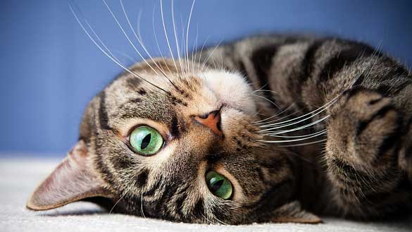 Un peu sur les chats: l&rsquo;histoire de la domestication et des faits intéressants sur le comportement des animaux de compagnie