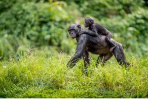 Humains, chimpanzés, singes et nos ancêtres communs: évolution, similitudes et différences