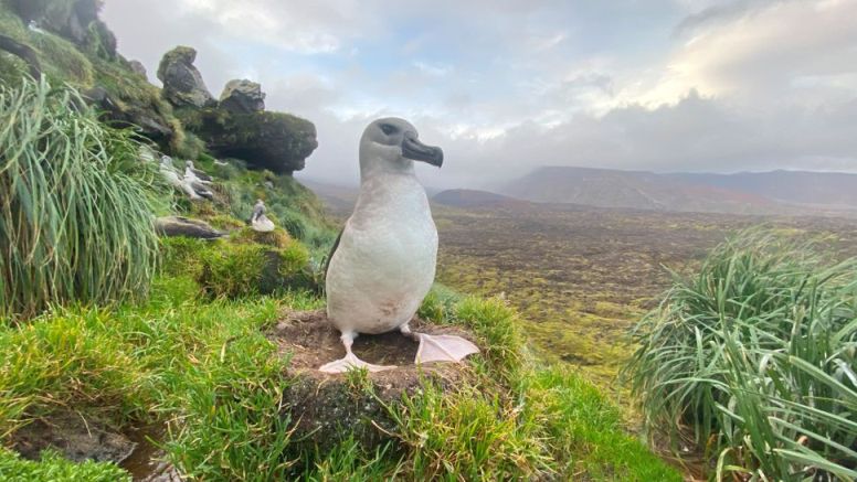 Invasive Hausmäuse im Süden Südafrikas fressen wandernde Albatrosse bei lebendigem Leib