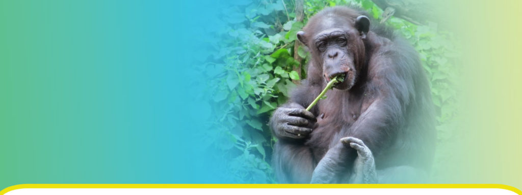 Chimpanzees figured out the function of television