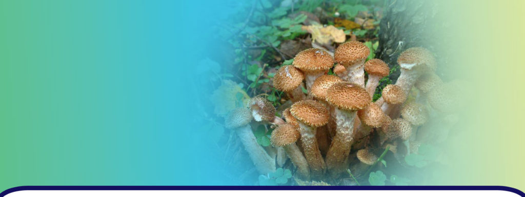 Le plus grand organisme vivant sur Terre est le mycélium du champignon du miel, son âge est de plus de 2,5 mille ans
