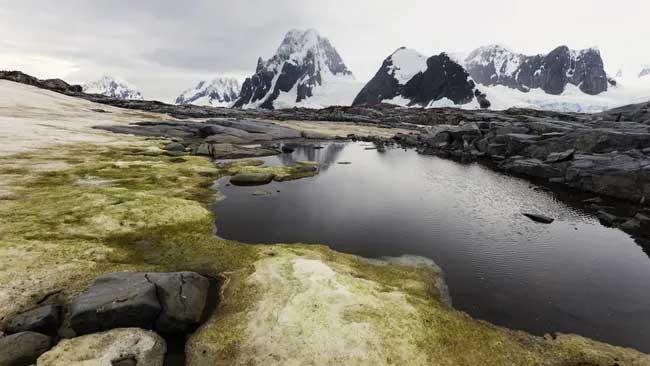 Le continent le plus au sud, l’Antarctique, se réchauffe et fleurit