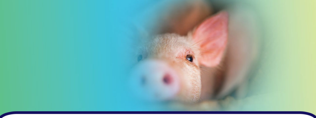 Los médicos de EE. UU. lograron trasplantar con éxito los riñones y el corazón de un cerdo donado a una persona.