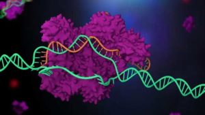 CRISPR wird dazu beitragen, genetische Krankheiten zu heilen, die bisher unheilbar waren