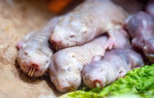 Extrem langlebige Nagetiere haben im Laufe ihrer Evolution einige Gene verloren