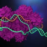 CRISPR Will Allow to Cure Genetic Diseases That Were Previously Incurable