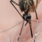 Mosquito-borne virus dubbed Triple E is killing people in the US