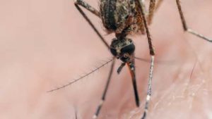 Mosquito-borne virus dubbed Triple E is killing people in the US