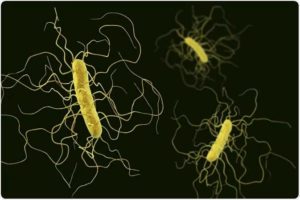 ‘Hospital’ superbug Clostridioides difficile reveals ‘weak spots’