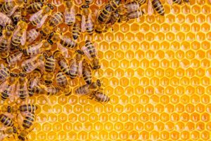 A gene for collectivism has been discovered in bees, which in other insects is associated with determining the sex of offspring