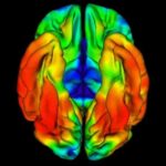 La reeline et la dopamine sont des composants essentiels pour la prévention de la maladie d’Alzheimer