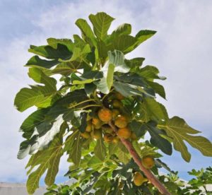 Les gorilles sauvages mangent des plantes aux propriétés antibactériennes contre E. coli résistante aux médicaments