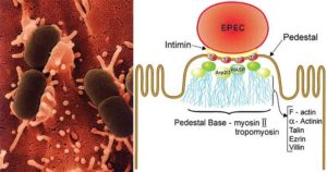 Expedición al Ártico descubre actinobacterias que pueden contener antibióticos de próxima generación