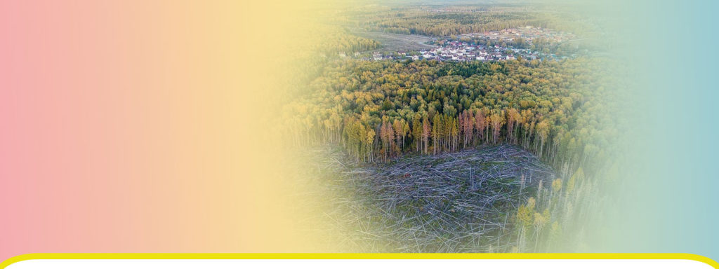 Предприниматели лесной отрасли считают, что вырубка лесов идет на пользу экологии